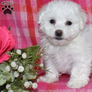 Winston (Tiny), Bichon Frise Puppy